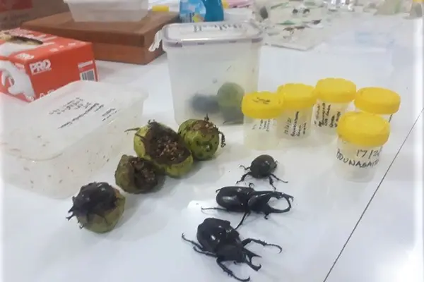 Some of the specimens collected by BSI officers.