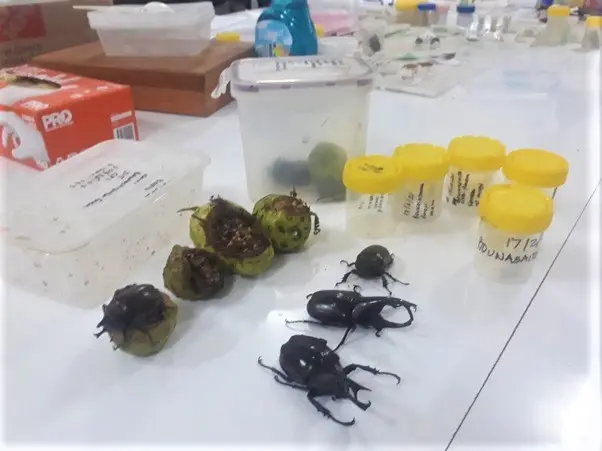 Some of the specimens collected by BSI officers.