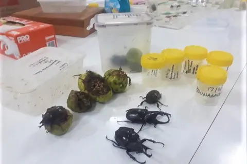 Some of the specimens collected by BSI officers.