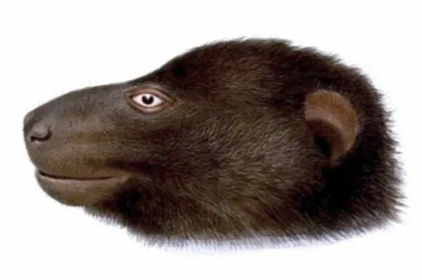 People from Oloburi village narrowly missed capturing what is believed to be a new species of giant rat.