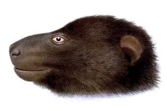 People from Oloburi village narrowly missed capturing what is believed to be a new species of giant rat.