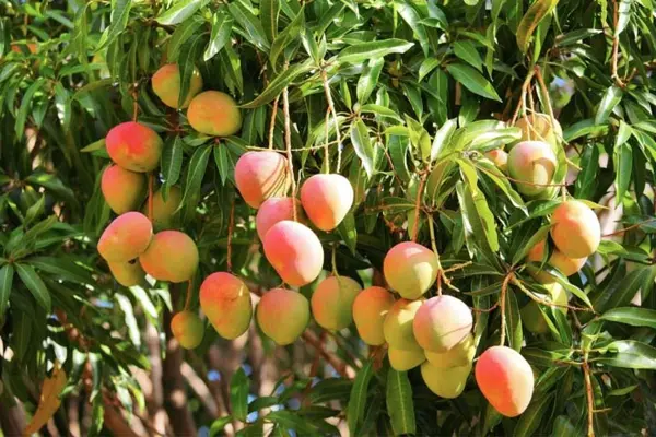 Solomon Islanders may feel that the mango fruit is native to Solomon Islands, but the common variety is found in South Asia from where it has been distributed worldwide to become one of the most cultivated fruits in the tropics.