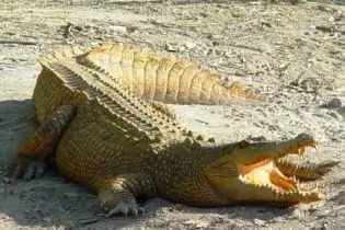 The massive crocodile, similar to the one pictured above, was said to be very close to the village settlement when it was caught.