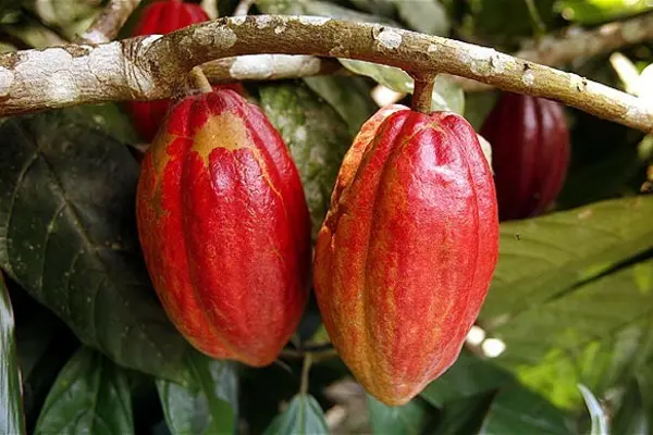 “The study has been very helpful in clarifying what the reality of Solomon Islands cocoa position in the market is and the market factors that are affecting export returns,” said Mr Alfred Ramoagalo, General Manager for CEMA.