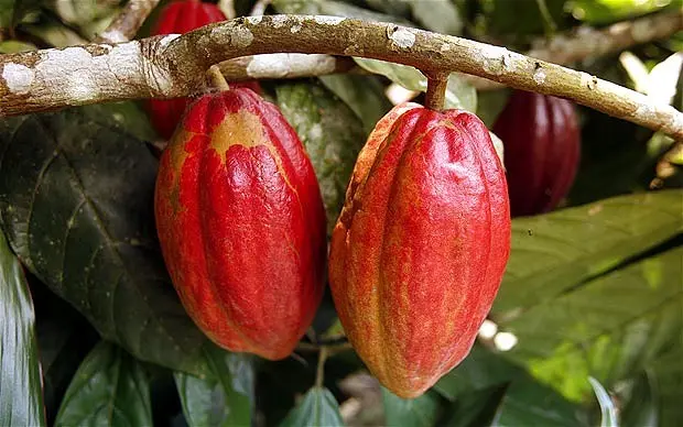 “The study has been very helpful in clarifying what the reality of Solomon Islands cocoa position in the market is and the market factors that are affecting export returns,” said Mr Alfred Ramoagalo, General Manager for CEMA.