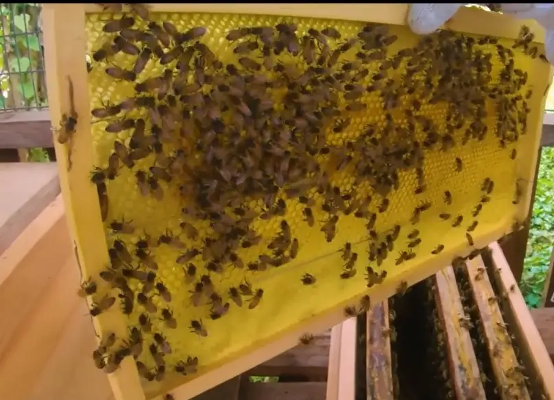 “This has become our sweet success. As from the first five hives we received as part of the SGP support, we’re working to increase the number of colonies up to 50.”