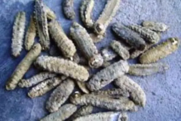 Despite the ban on the bechedemer trade the lure of easy money has proved too much of a temptation for some.