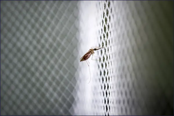 He says such behavior shows that they may be adapting and avoiding treated bed nets, raising the need to combat these deadly mosquitoes outdoors.