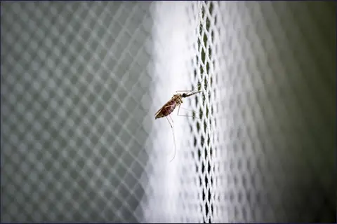 He says such behavior shows that they may be adapting and avoiding treated bed nets, raising the need to combat these deadly mosquitoes outdoors.