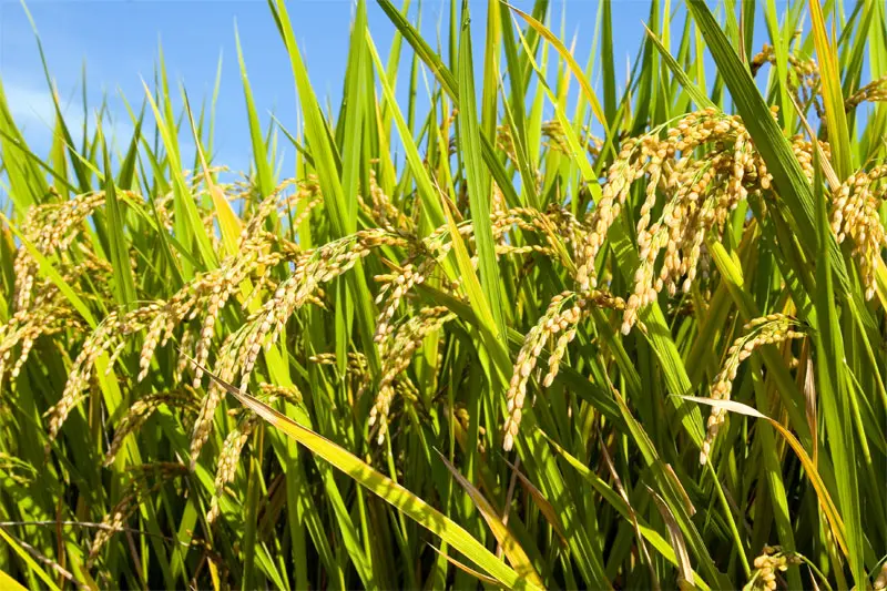 Academic Highlights Difficulties in Reviving the Rice Industry