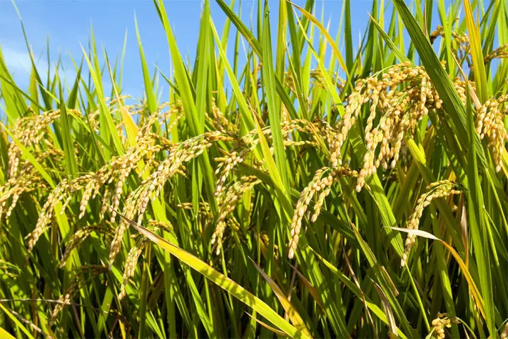 Academic Highlights Difficulties in Reviving the Rice Industry