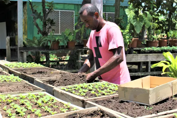 Better seed systems for the Solomon Islands! PHAMA Plus has partnered with Kastom Gaden Association to help address food and nutrition security concerns in the country by improving seed distribution and support systems for increased agricultural production.