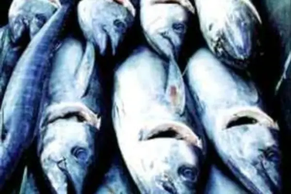The eight leaders committed the PNA to joint efforts to increase the economic value and to derive greater benefits from their common tuna resources.