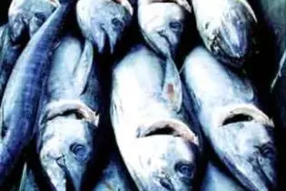 The eight leaders committed the PNA to joint efforts to increase the economic value and to derive greater benefits from their common tuna resources.