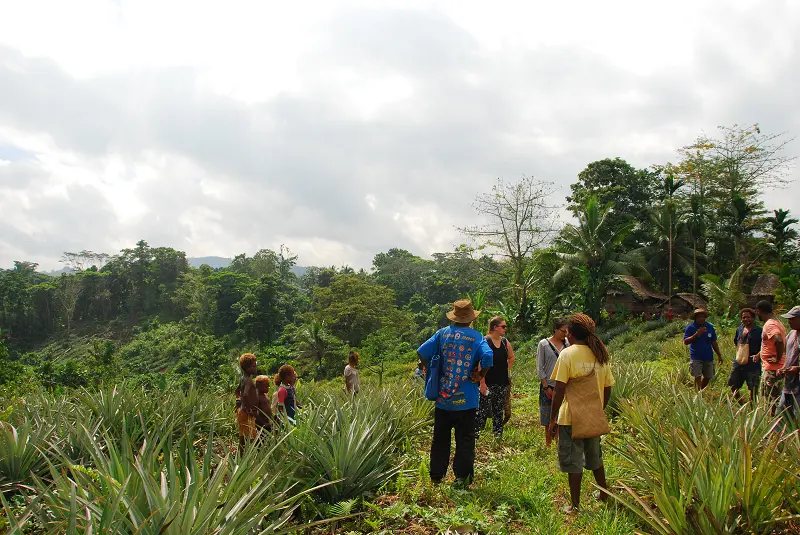 New Colombo Plan students from University of Sydney visit Malaita pineapple farm.