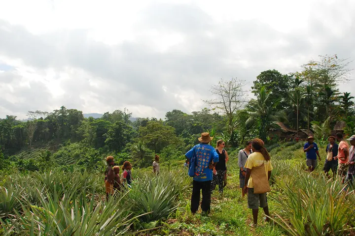 New Colombo Plan students from University of Sydney visit Malaita pineapple farm.