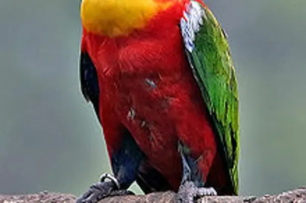 The yellow-bibbed lory (Lorius chlorocercus) is a monotypic species of parrot in the Psittaculidae family and is endemic to the Solomon Islands.