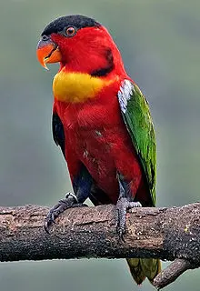 The yellow-bibbed lory (Lorius chlorocercus) is a monotypic species of parrot in the Psittaculidae family and is endemic to the Solomon Islands.