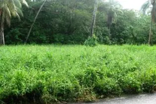 Construction work is expected to start soon on the development of Doma township, West Honiara.