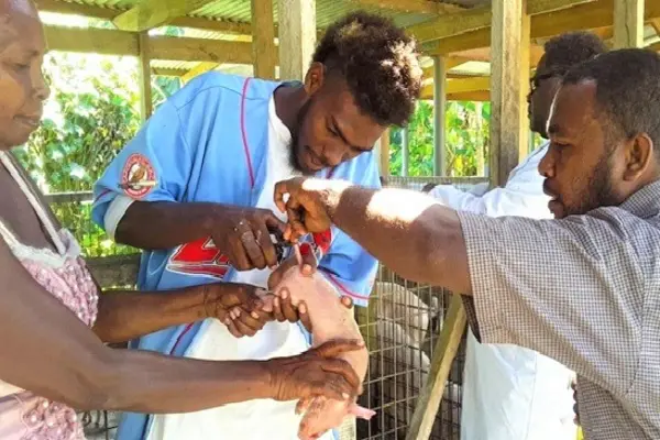 Tail docking performed by the farmer’s son under MAL officers supervision. Tail docking practice is a vital husbandry method which are done to piglets soon after birth to avoid biting of tail by other piglets which can lead to infection.