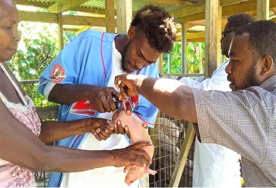 Tail docking performed by the farmer’s son under MAL officers supervision. Tail docking practice is a vital husbandry method which are done to piglets soon after birth to avoid biting of tail by other piglets which can lead to infection.