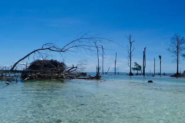 The remnants of 300-year-old trees which once stood tall, but are now all but drowning, prove the point.