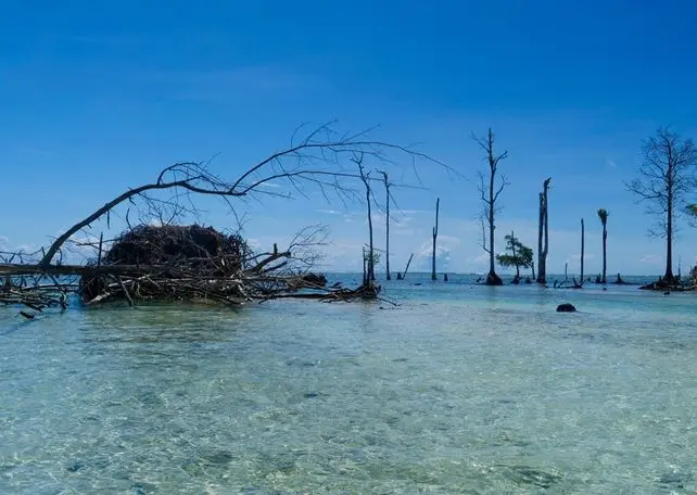 The remnants of 300-year-old trees which once stood tall, but are now all but drowning, prove the point.