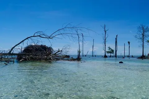 The remnants of 300-year-old trees which once stood tall, but are now all but drowning, prove the point.