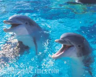 Mr. Berman says he's struck deal with the Fanalei and Walande people to stop the slaughter of dolphins.