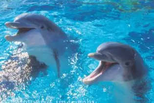 Mr. Berman says he's struck deal with the Fanalei and Walande people to stop the slaughter of dolphins.
