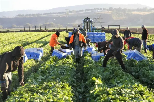 A major 2017 University of Adelaide study funded by horticulture industry associations found that “[t]he SWP results in less exploitation of workers … when compared with other low-skilled visa pathways”, such as backpackers.