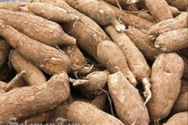 The expert says that for the Solomon Islands, one of the key requirements that must be considered carefully is that of quality, "they have to meet internationally accepted standards."