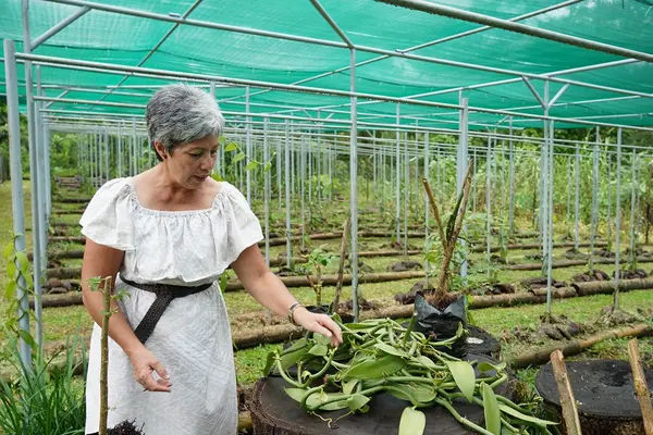 Organic Vanilla farmer, Shelley Burich, works on her farm at Vaoala.