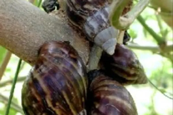 Giant African Snails Cause Concern