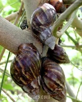 Giant African Snails Cause Concern