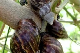 Giant African Snails Cause Concern