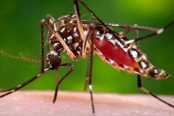 Dengue fever is a severe, flu-like illness that is transmitted through the bite of the dengue mosquito.