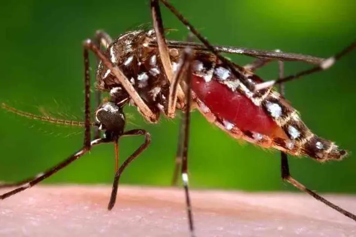 Dengue fever is a severe, flu-like illness that is transmitted through the bite of the dengue mosquito.