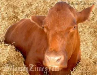 The SBD$10 million was to have been used to revitalize the cattle industry.
