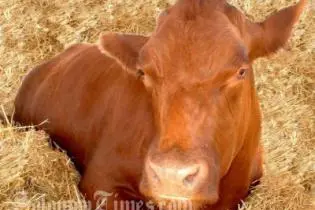 The SBD$10 million was to have been used to revitalize the cattle industry.