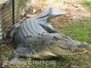 "People should avoid bathing in or near rivers and canals as crocodiles are likely to move with flood waters," said Police Commissioner Marshall.