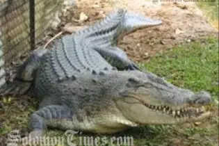 "People should avoid bathing in or near rivers and canals as crocodiles are likely to move with flood waters," said Police Commissioner Marshall.
