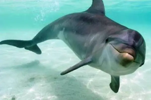 It is understood the villagers decided to return to traditional hunting of dolphins when the deal went sour.