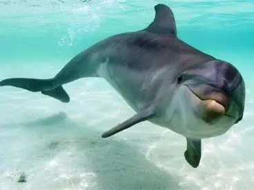 It is understood the villagers decided to return to traditional hunting of dolphins when the deal went sour.