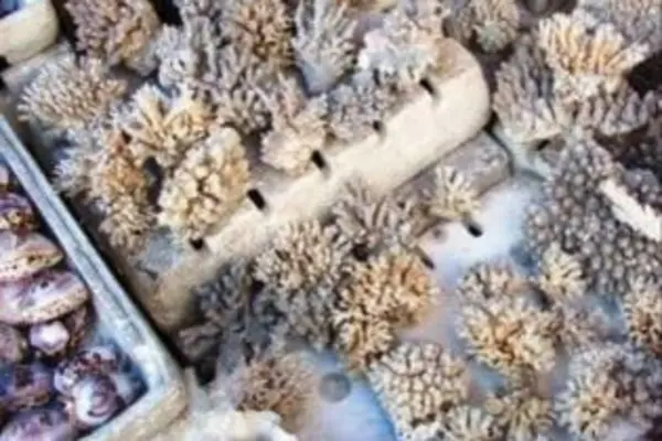 The confiscated pallets, similar to the one pictured above, is said to be valued at close to USD$1 million dollars.