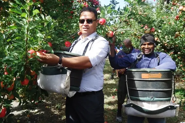 Minister Forau tries out apple picking in a farm in New Zealand.