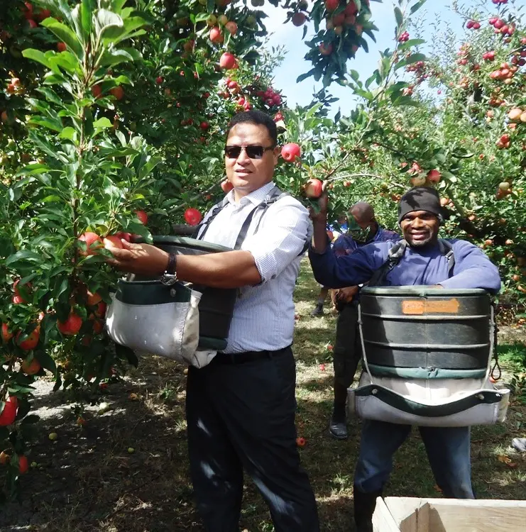 Minister Forau tries out apple picking in a farm in New Zealand.