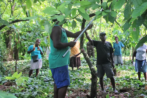 Training is being provided by Robert Waisu, a local cocoa specialist and trainer.