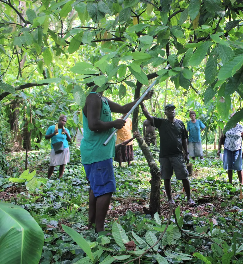 Training is being provided by Robert Waisu, a local cocoa specialist and trainer.