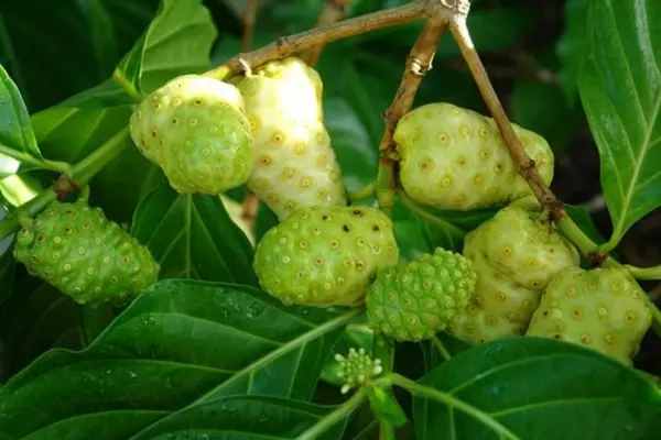 “For the past 40 years it has always been coconut, cocoa and palm oil when talking about agricultural export commodities. It is time to look at other commodities because we need to caution our economy against the unknown," MAL Permanent Secretary said.